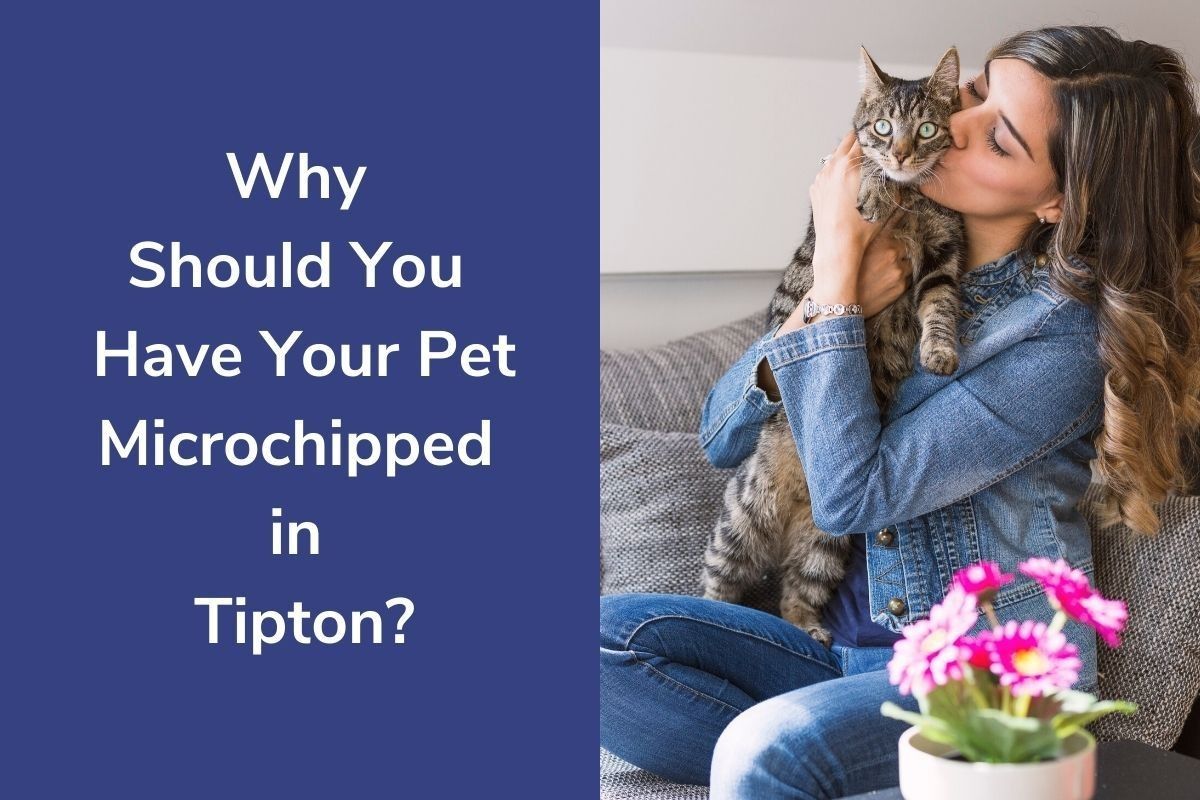 Why-Should-You-Have-Your-Pet-Microchipped-in-Tipton