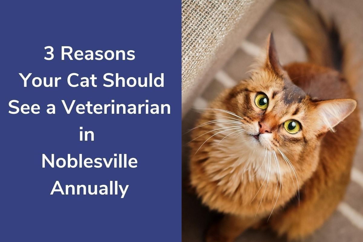 3-Reasons-Your-Cat-Should-See-a-Veterinarian-in-Noblesville-Annually