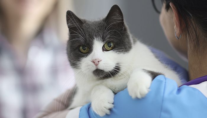 veterinarian holds a cat with green eyes in her arms to take it to emergencies at vetcheck