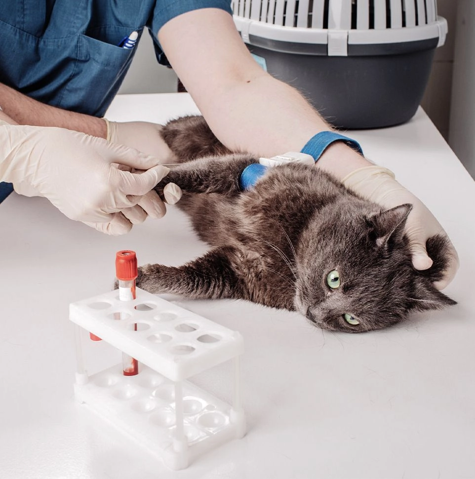 vetcheck veterinarian doing a blood test to a gray cat at home