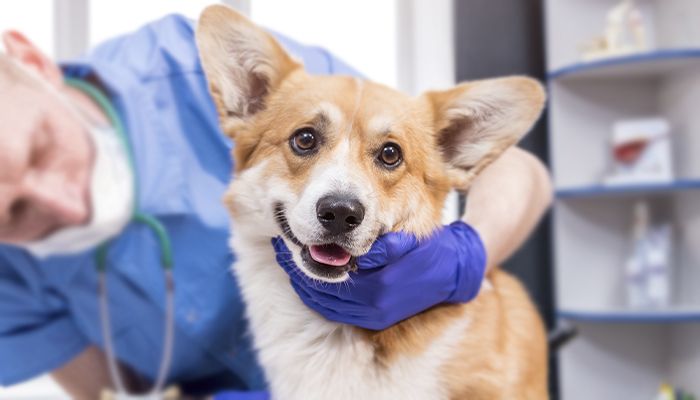 vetcheck veterinarian doing in house diagnostics test on a corgi dog