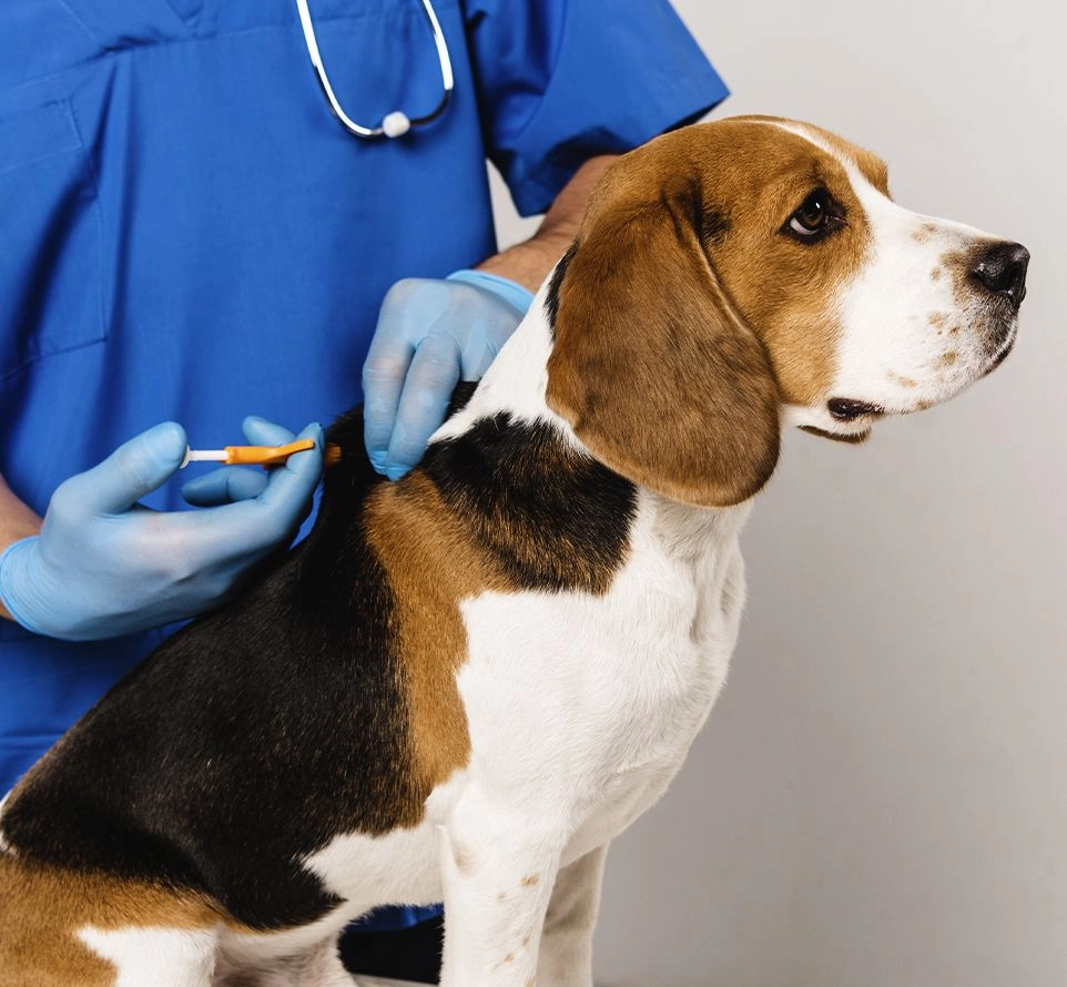 veterinarian wearing a blue coat microchipping beagle dog at vetcheck