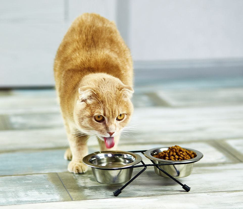orange cat drinking water in metal bowl near dry food at home