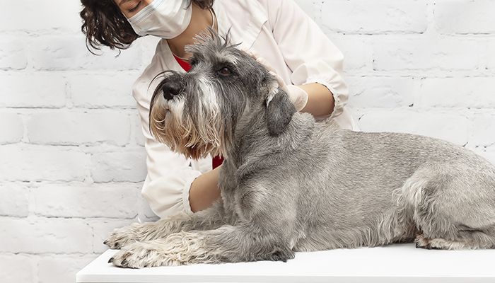 veterinarian wearing a protective mask examines a dog at vetcheck carmel