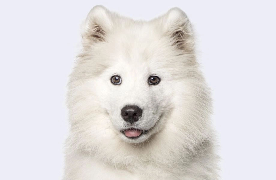 white samoyed dog on gray background