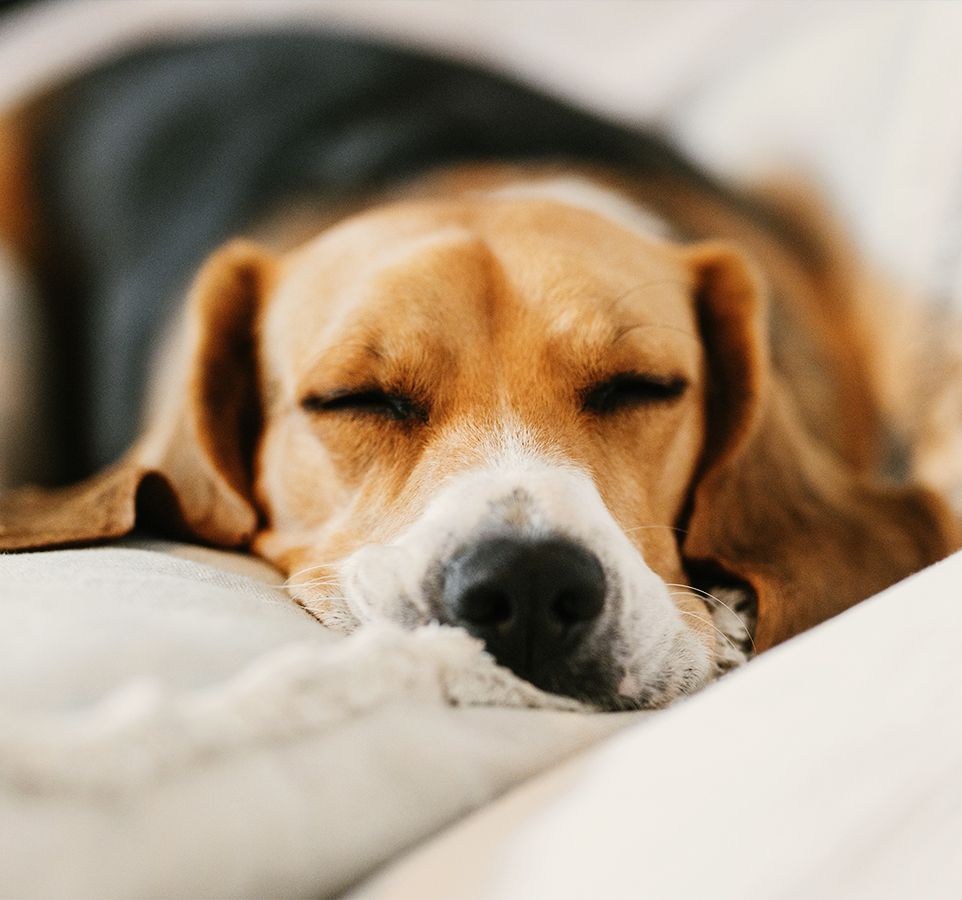 old beagle dog sleeping on the sofa at home
