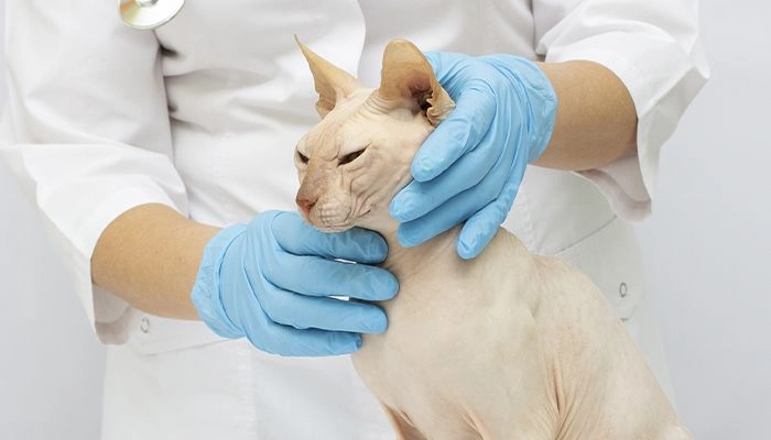 veterinarian checking canadian sphynx cat at vetcheck fishers