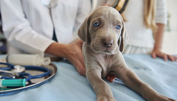 gray puppy dog with blue eyes at the vetcheck fishers