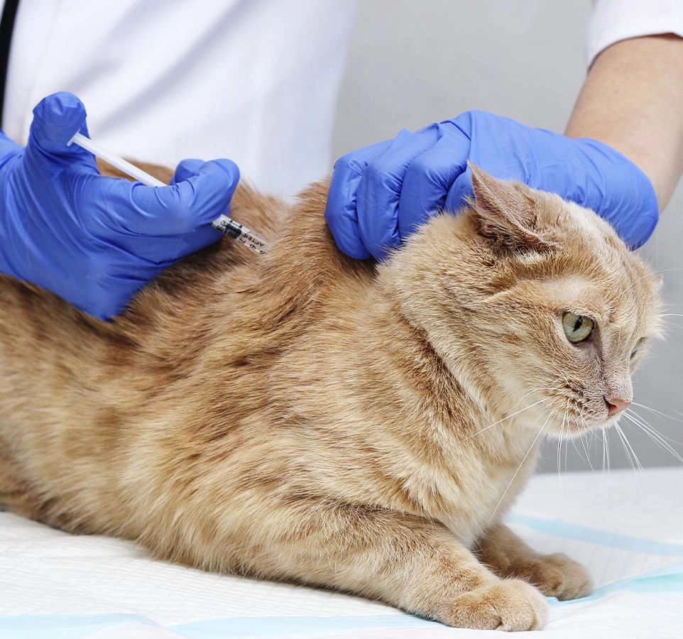 veterinarian wearing blue gloves vaccinates a red cat at vetcheck fishers