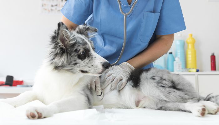 veterinarian checking a border collie dog with stethoscope on table at vetcheck