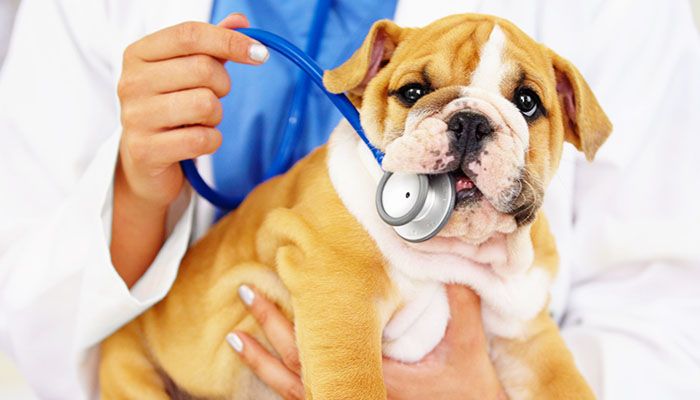 veterinarian trying listen bulldog puppy's heartbeat