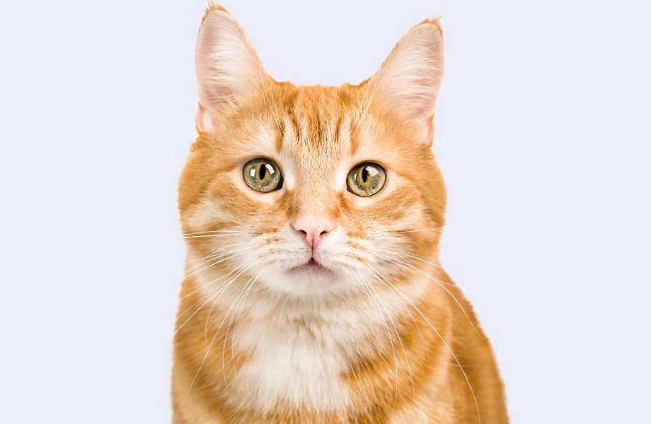 ginger cat with green eyes on gray background