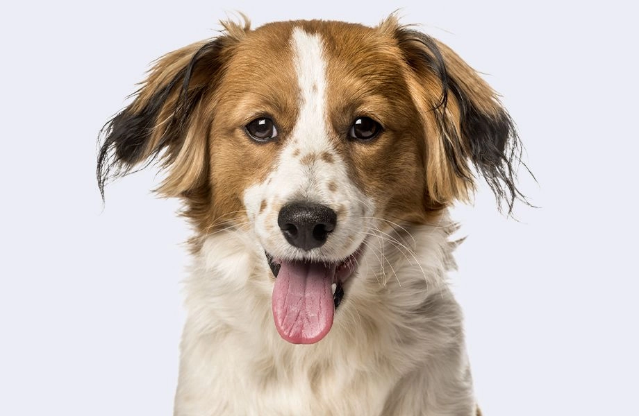 mixed breed dog on gray background