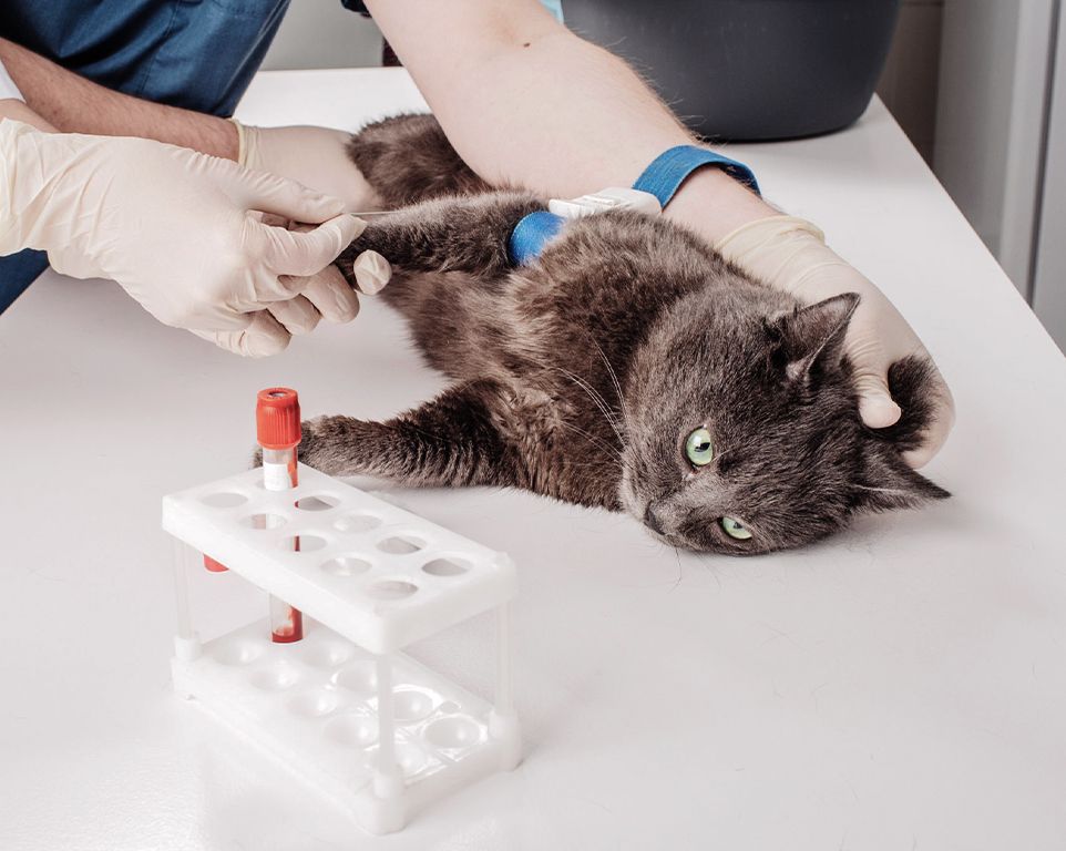 Veterinarian doing a blood test to a cat at home