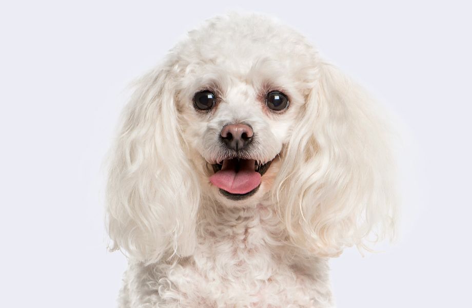 tea cup poodle dog on gray background
