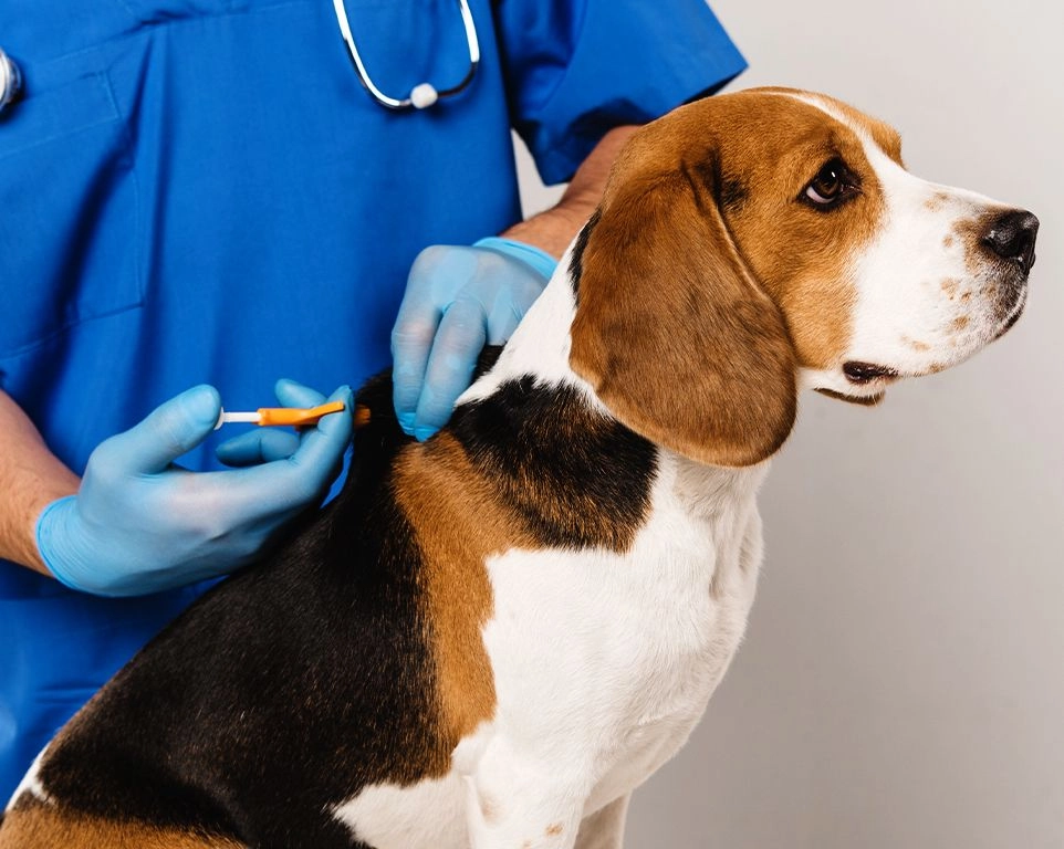 veterinarian microchipping beagle dog at vetcheck