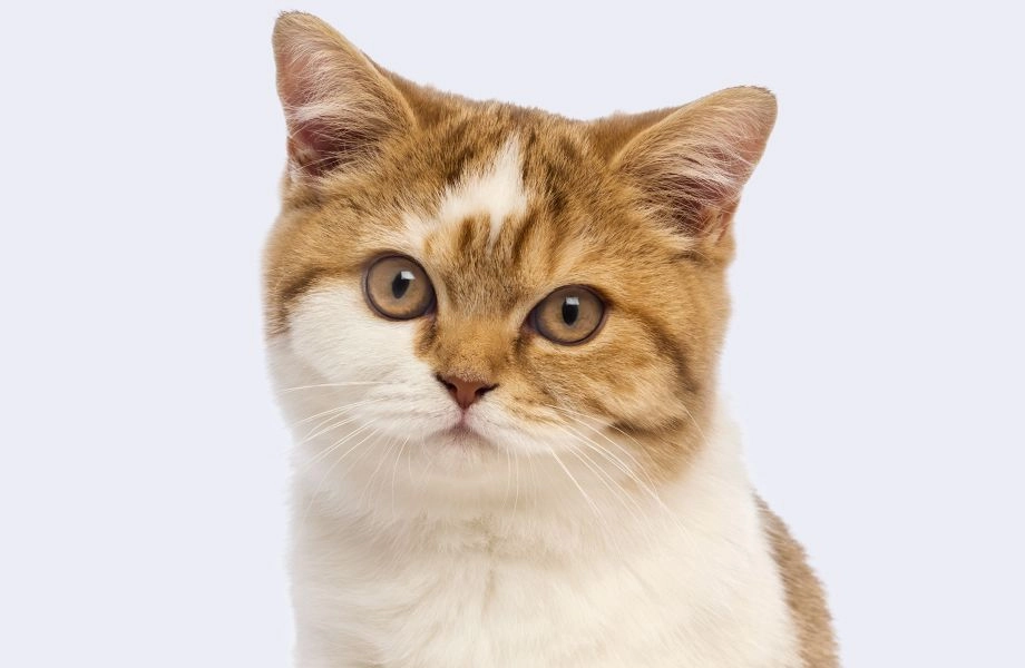 british shorthair kitten on gray background