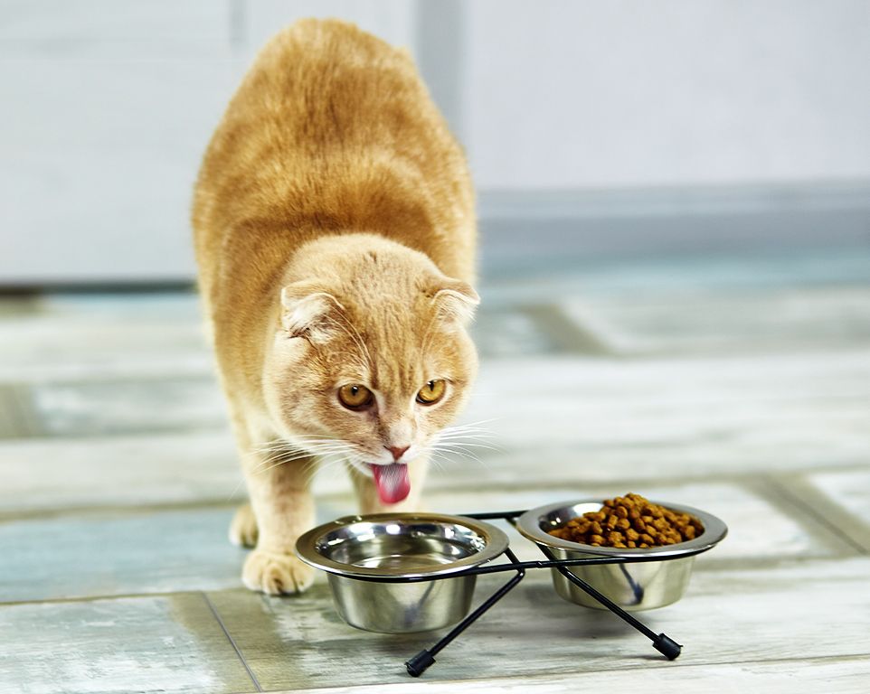 cat drinking water in metal bowl near dry food at home