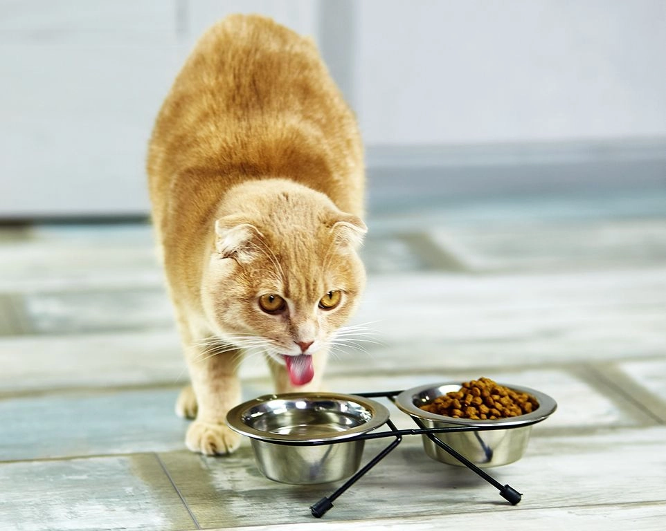 cat drinking water in metal bowl near dry food at home