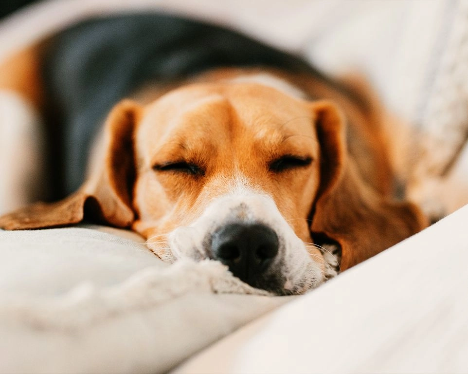 beagle dog sleeping on the sofa at home