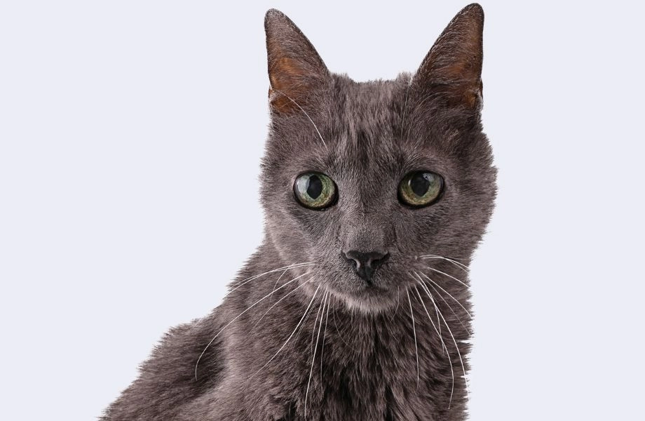 grey cat 19 years old on gray background