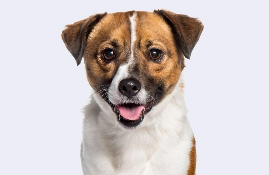 mixed jack russell dog on gray background