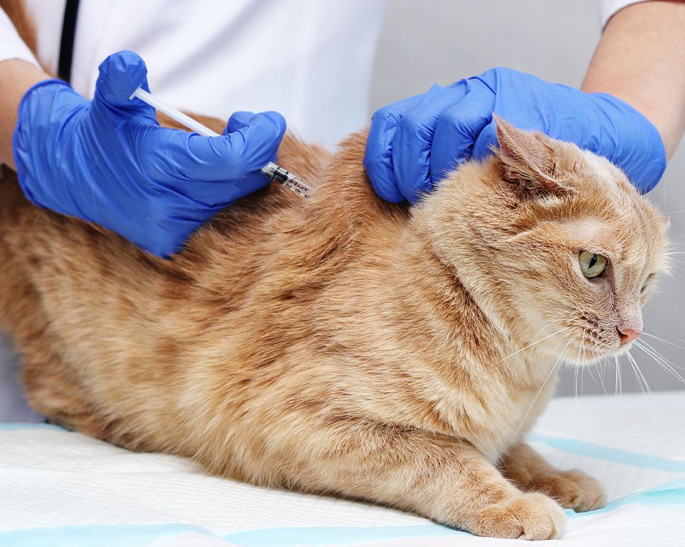 veterinarian wearing blue gloves vaccinates a red cat at vetcheck
