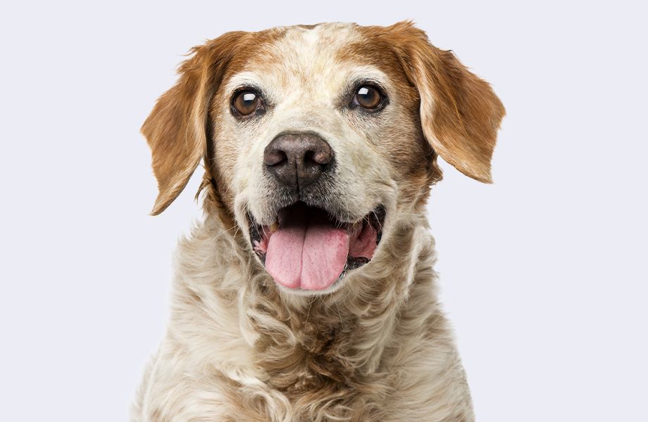 old brittany dog on gray background