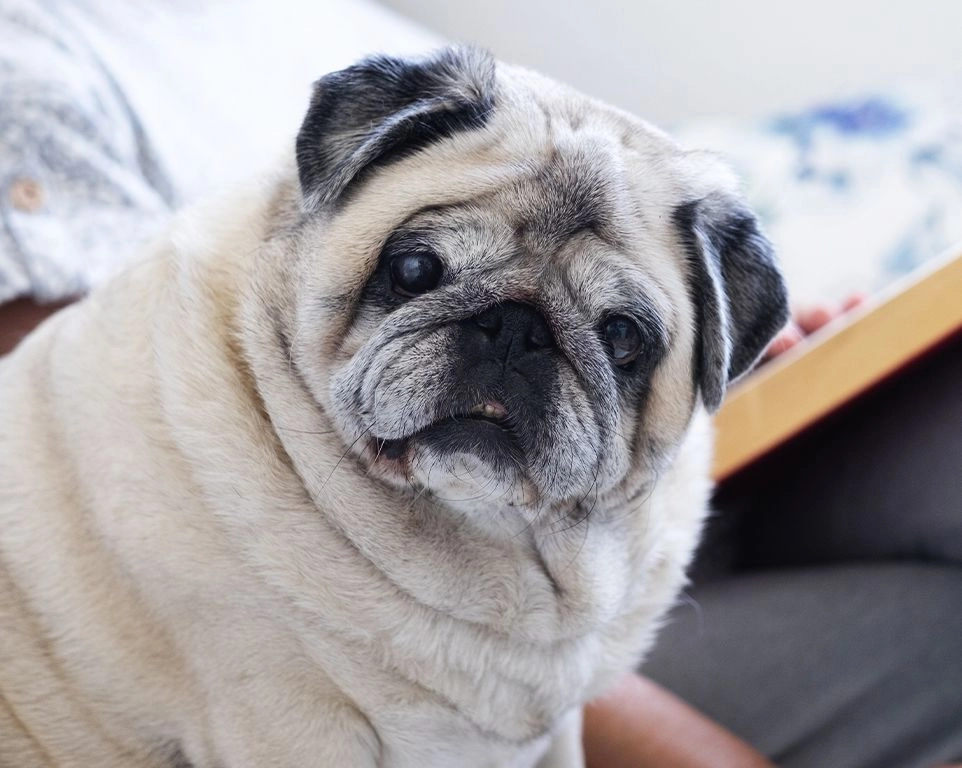 old pug dog sitting with his owner on couch at home