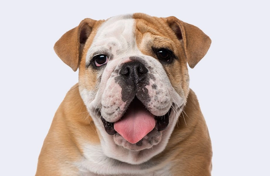 happy english bulldog puppy on gray background