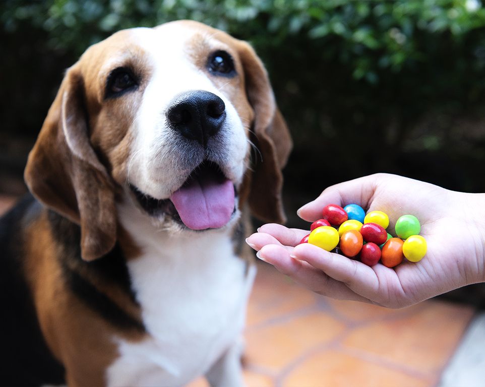 person about to give chocolate to beagle dog without knowing that its toxic to them