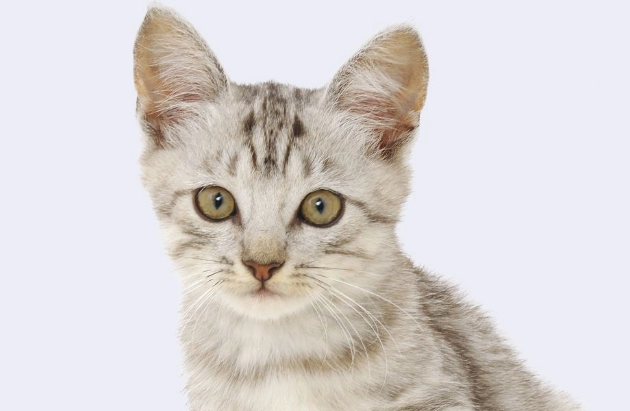 stripped kitten on gray background