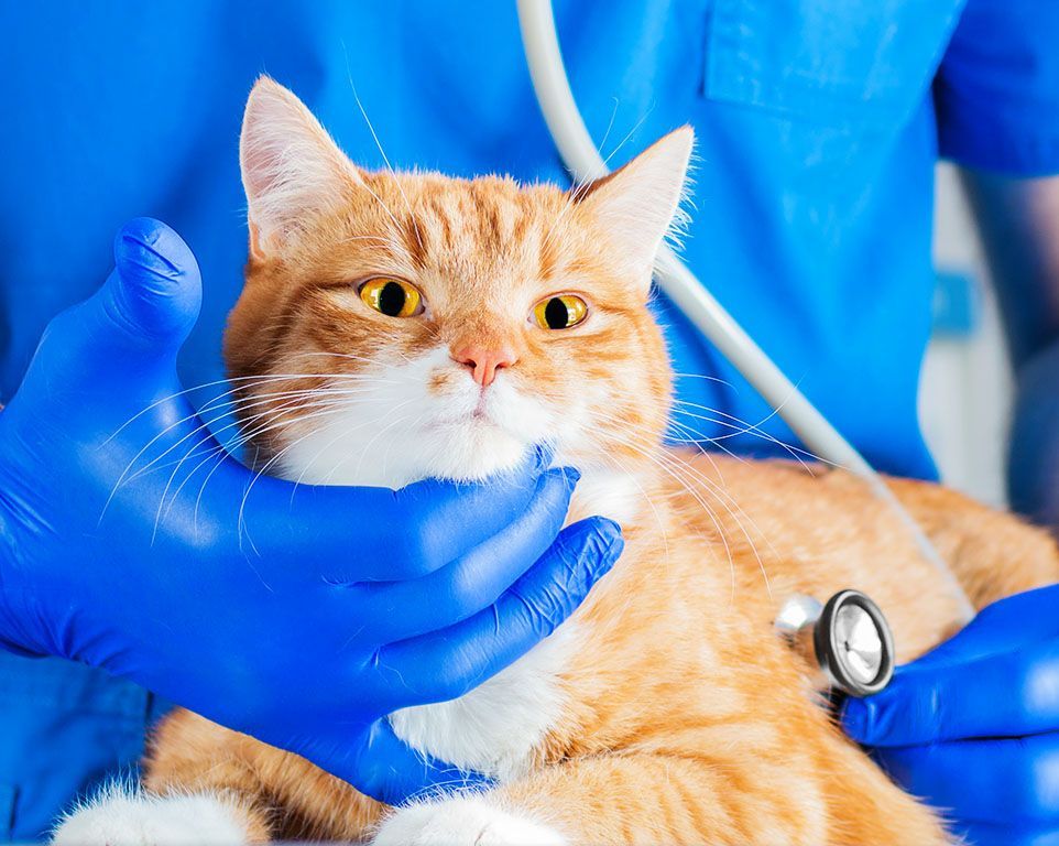 veterinarian examining cat in clinic