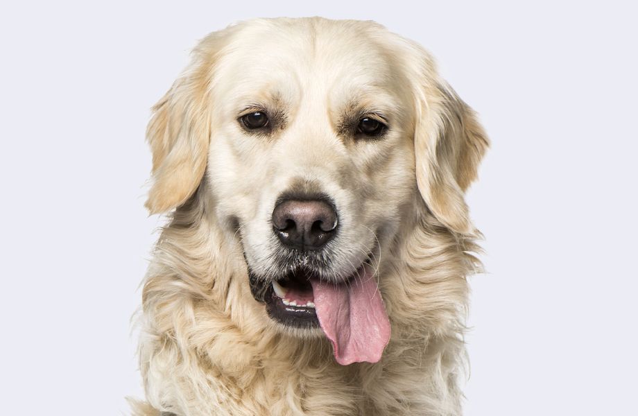 golden retriever dog on gray background