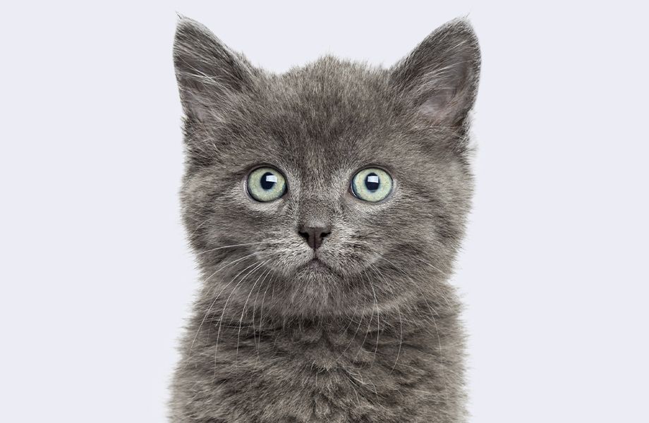 gray british shorthair kitten on gray background