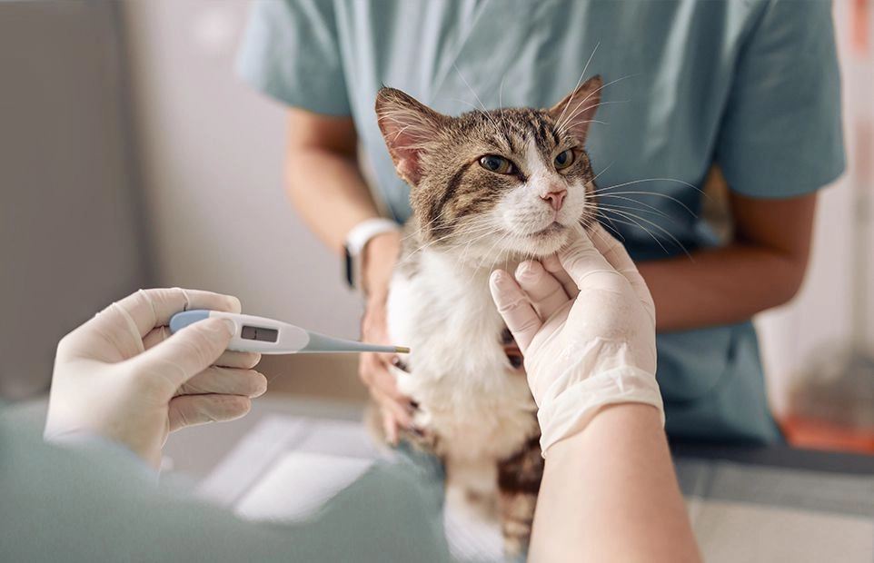 veterinarian taking a cat's temperature with the help of his assistant