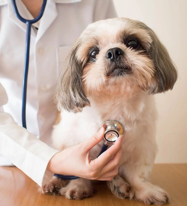 Veterinarian examining a cute dog in VetCheck